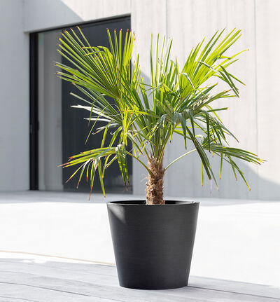 Ecopots Amsterdam sort 20 cm Ecopots Amsterdam sort 20 cm